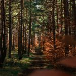 anna-SuoNRW9a5Xo-unsplash